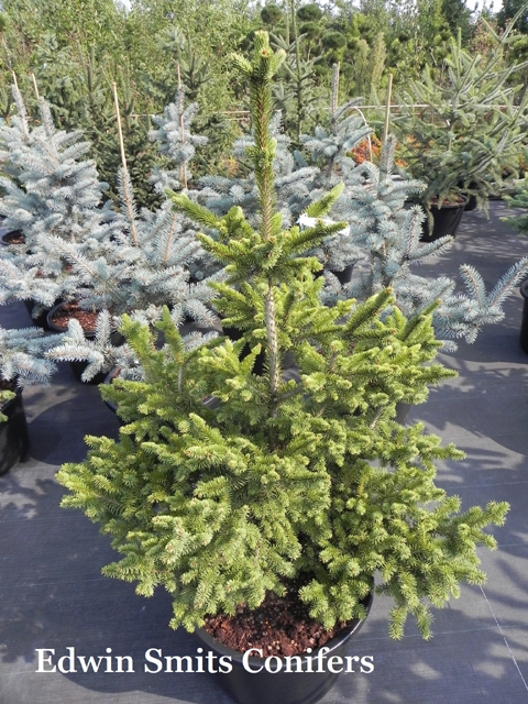 Picea abies 'Kamon'